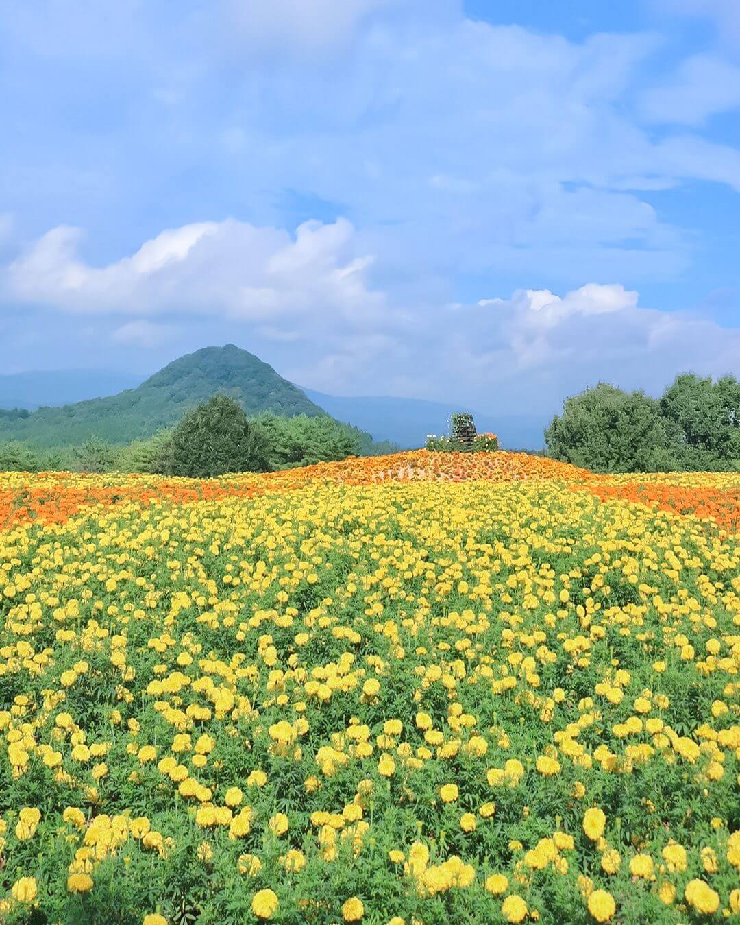 ヘブンリーブルーの丘《Flower village 花夢の里》