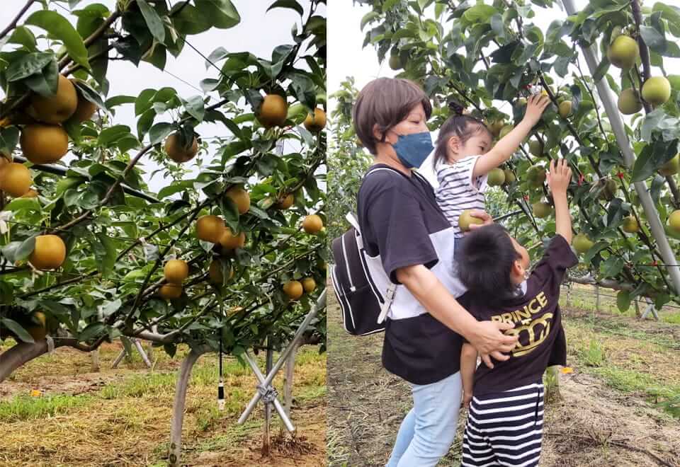 世羅幸水農園　梨狩り