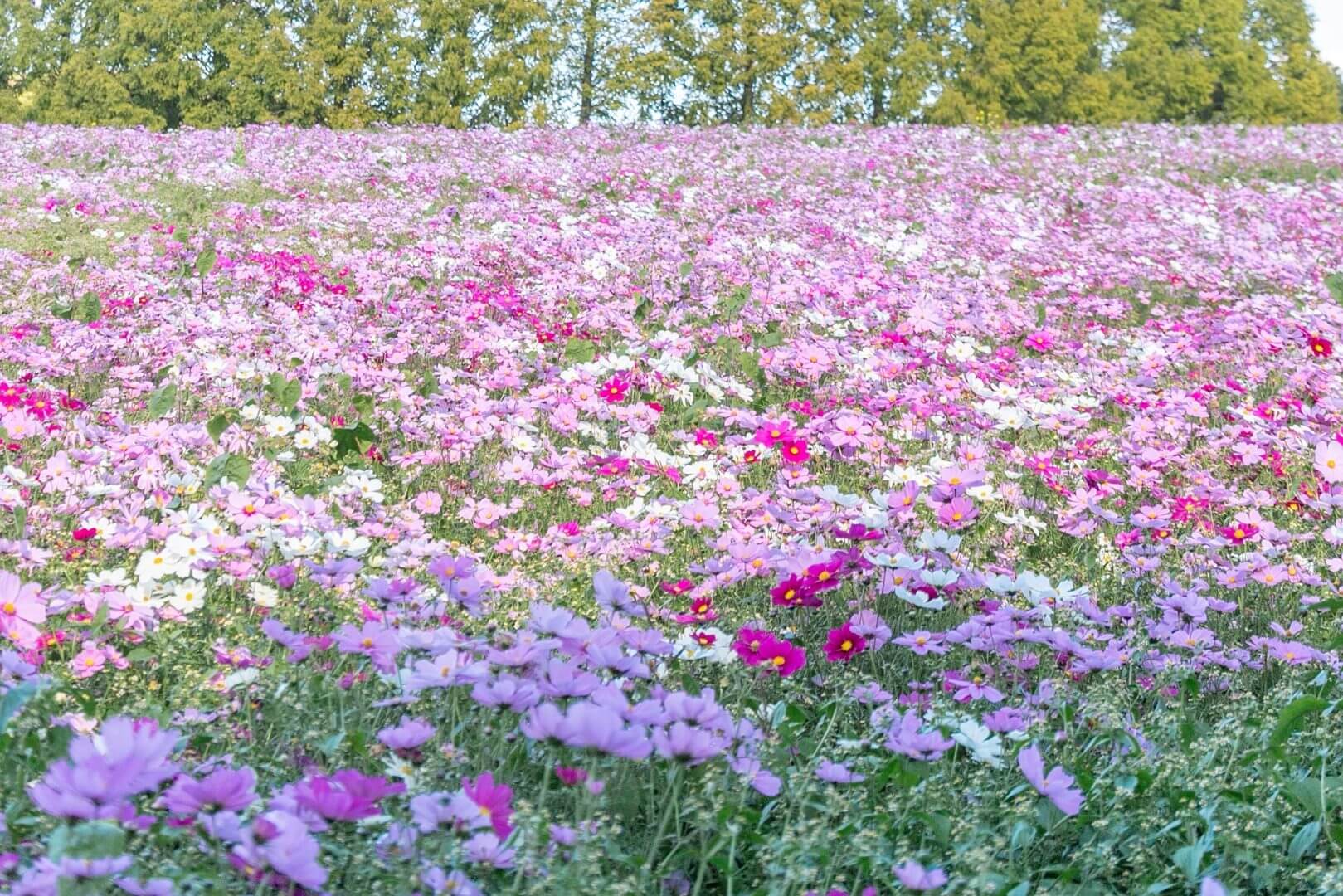 コキアとコスモスの丘《Flower village 花夢の里》