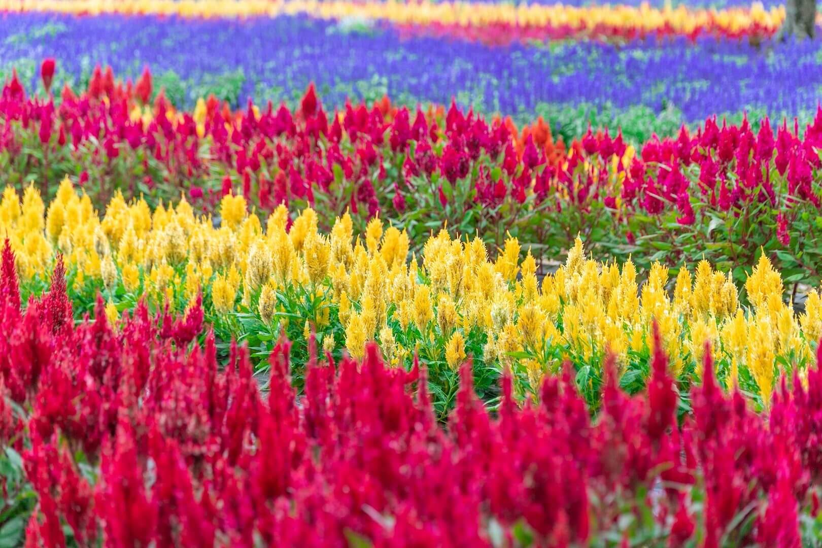 コキアとコスモスの丘《Flower village 花夢の里》