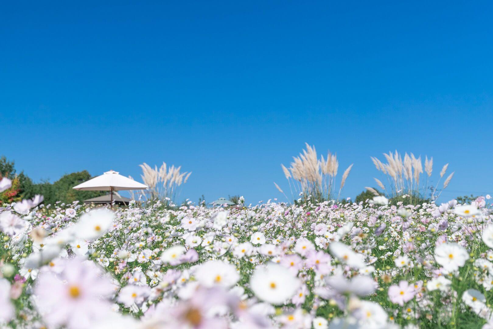 世羅高原花の森 秋ローズと花のガーデン