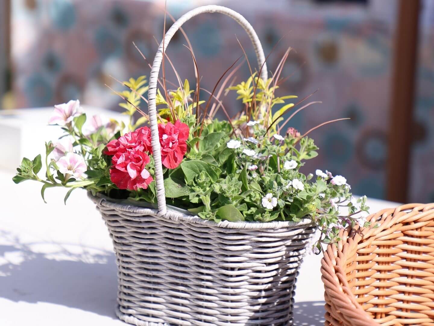 世羅高原花の森 秋ローズと花のガーデン