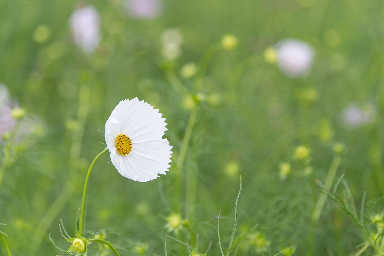 世羅高原花の森 秋ローズと花のガーデン