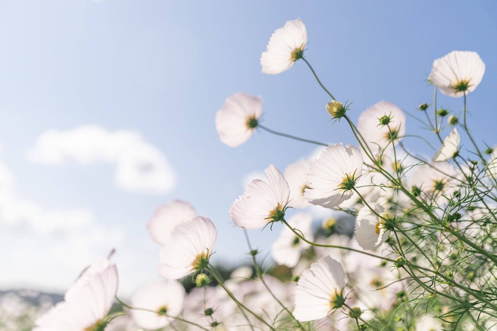 世羅高原花の森 秋ローズと花のガーデン