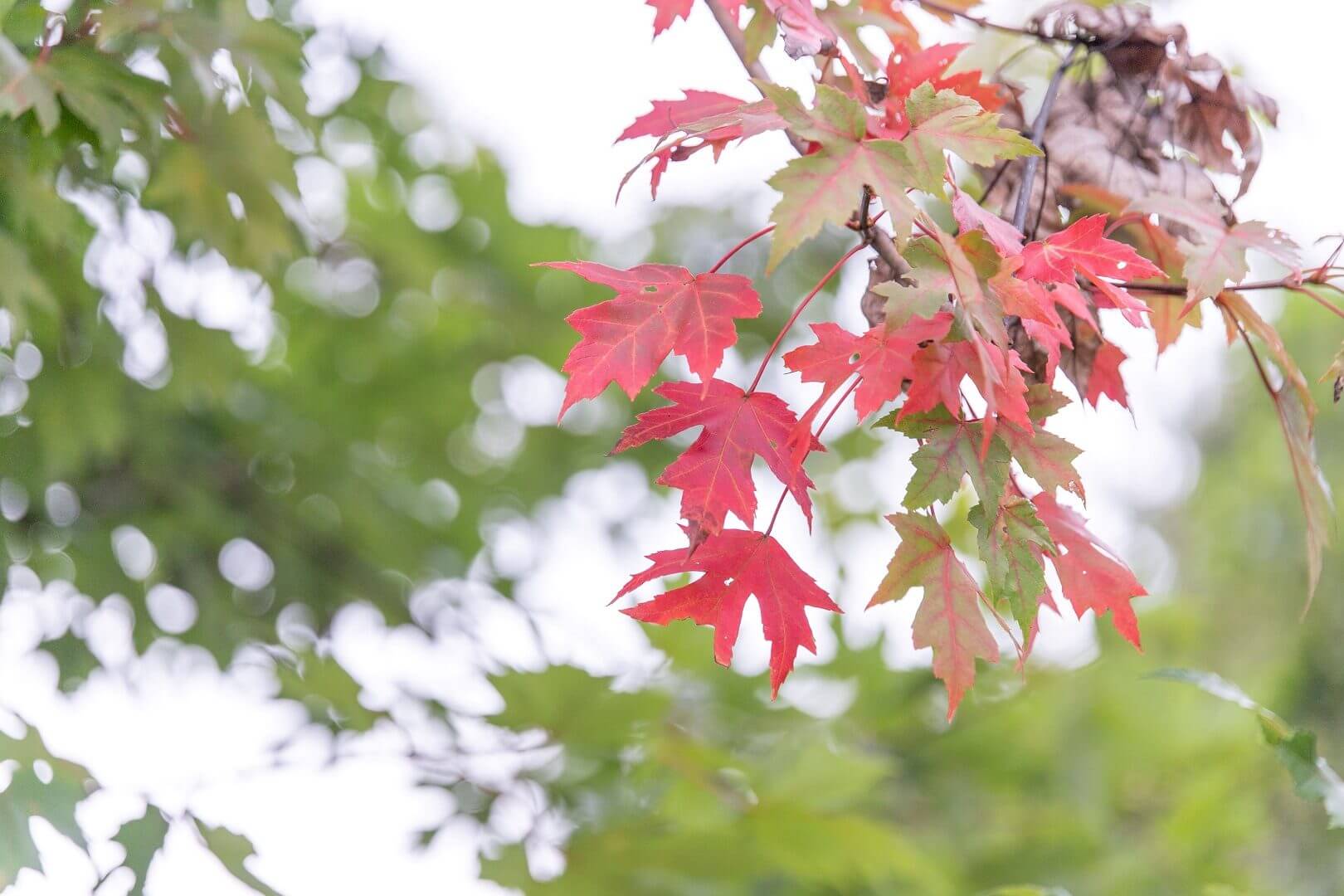 世羅高原花の森 秋ローズと花のガーデン