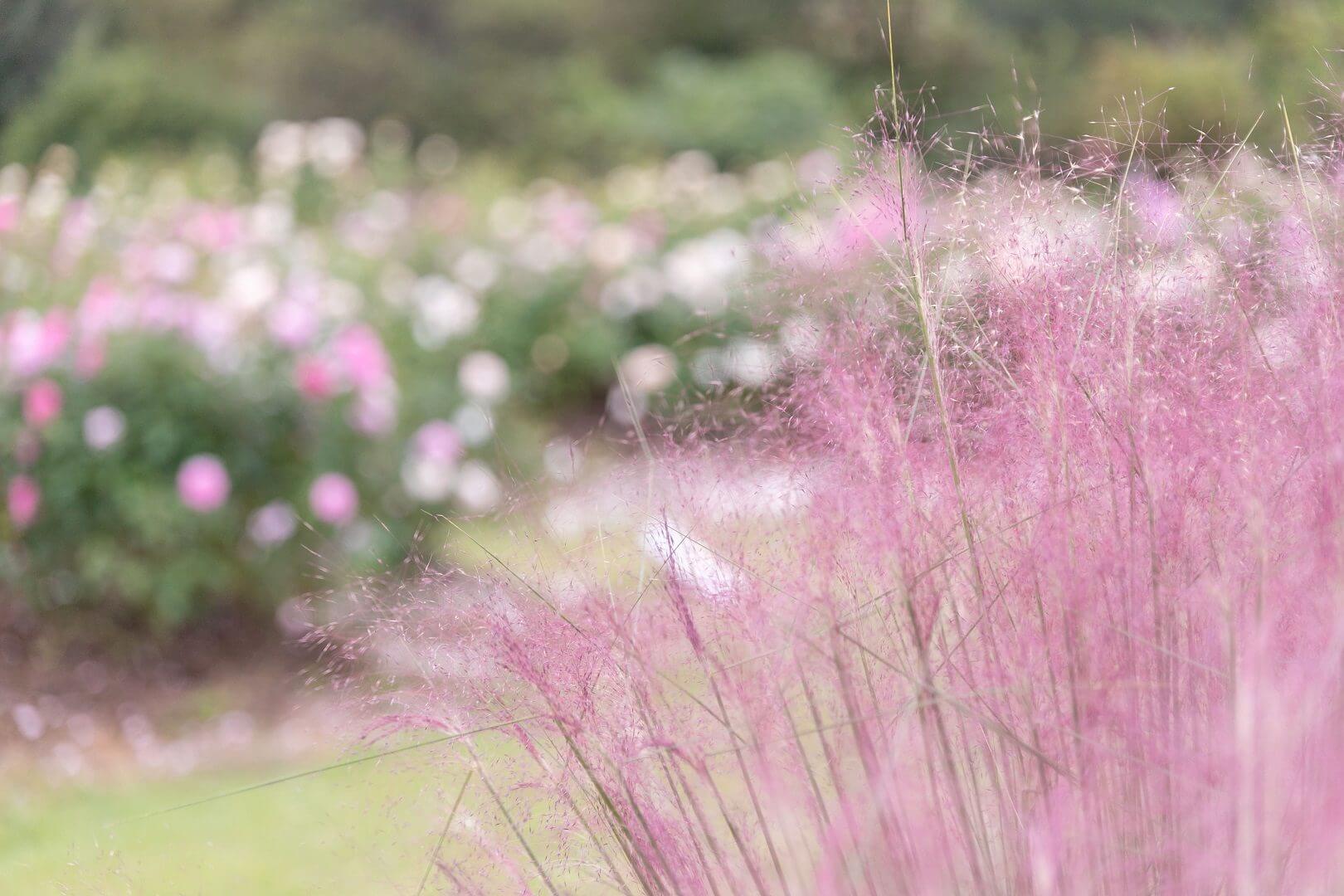 世羅高原花の森 秋ローズと花のガーデン