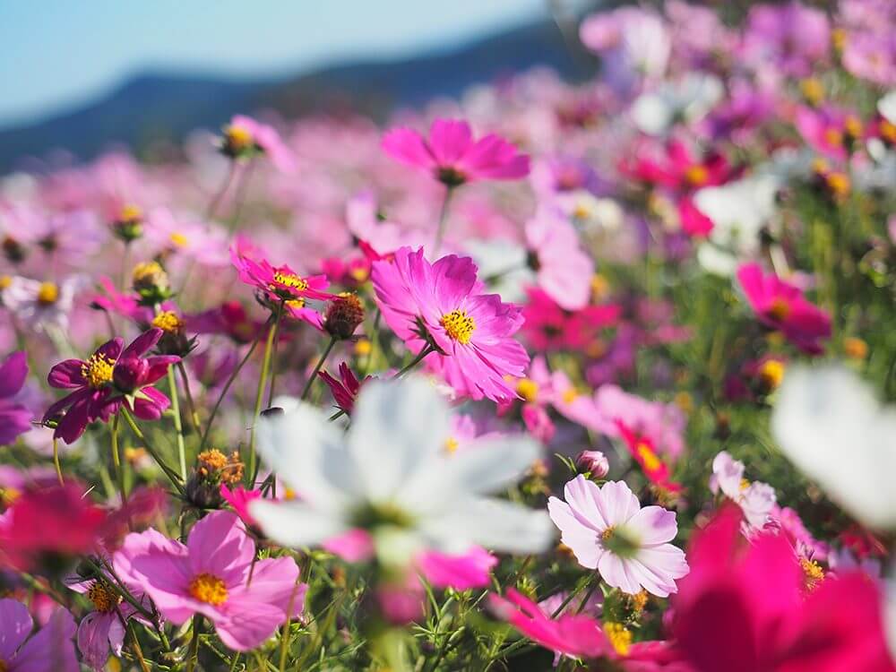 秋の花まつり