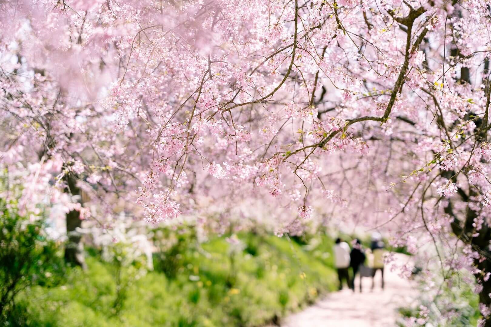 世羅高原農場