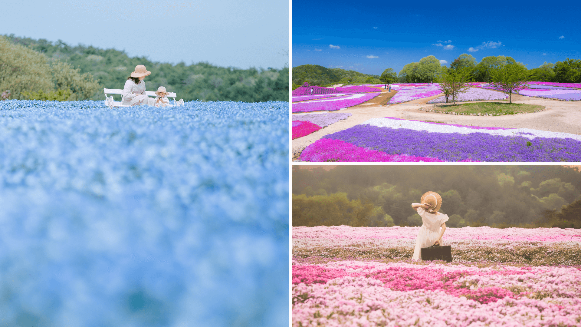 芝桜とネモフィラの丘 Flower village 花夢の里