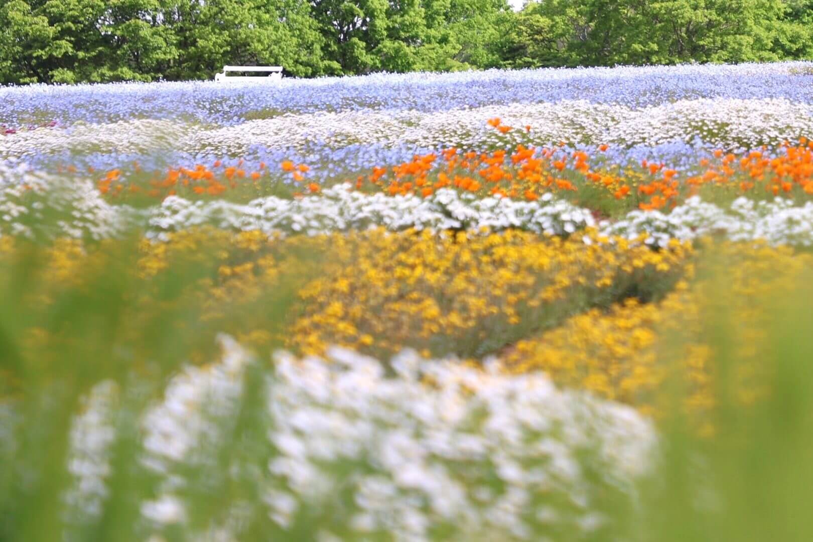 芝桜とネモフィラの丘 Flower village 花夢の里