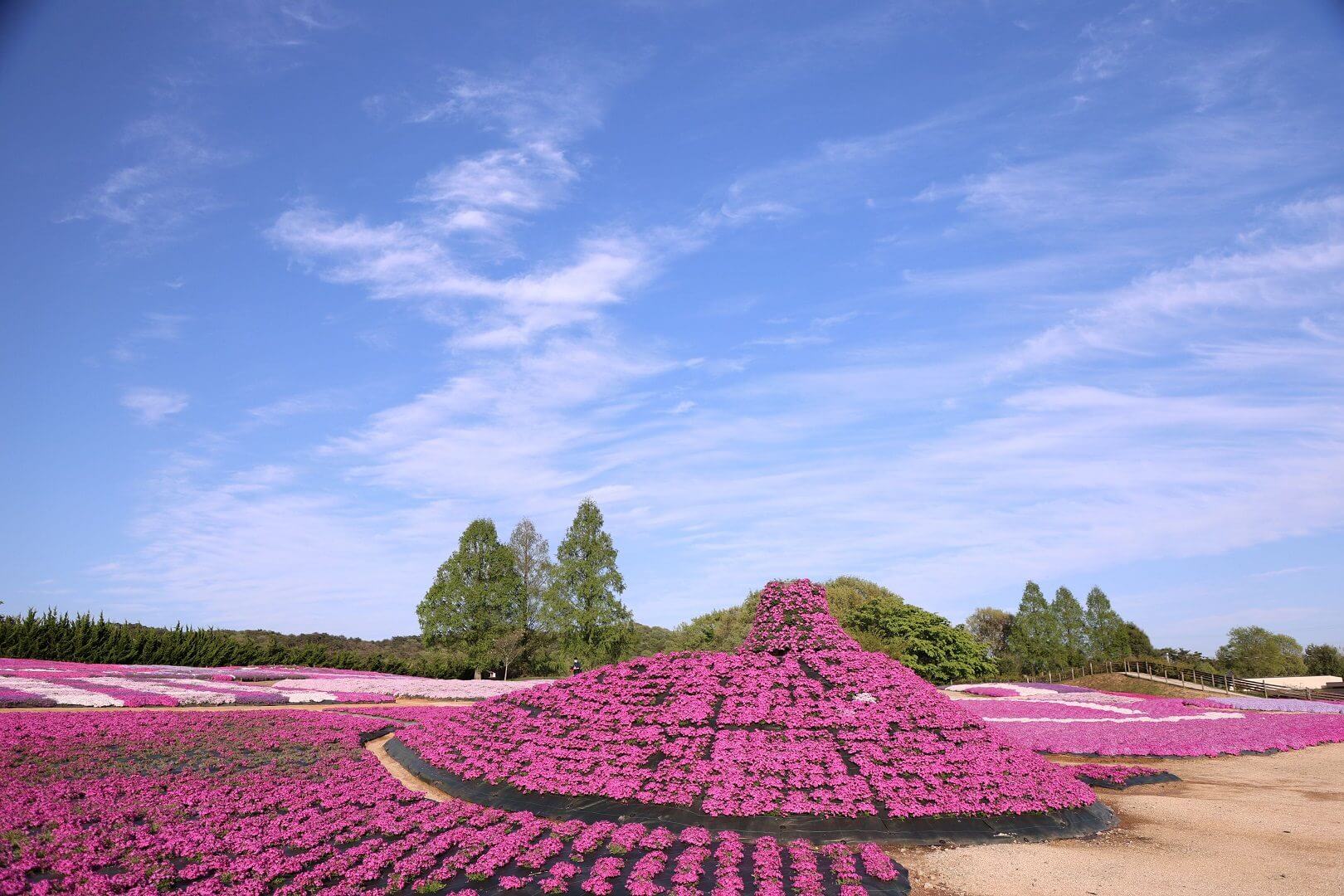 芝桜とネモフィラの丘 Flower village 花夢の里