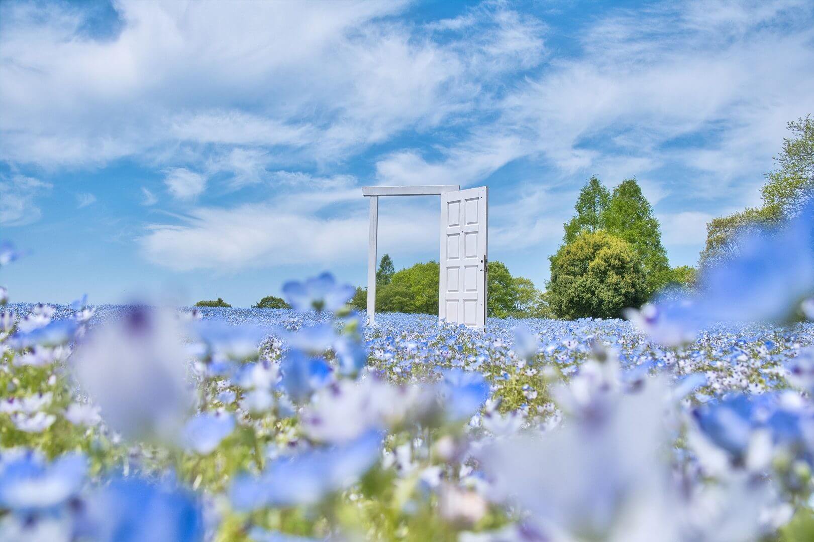 芝桜とネモフィラの丘 Flower village 花夢の里