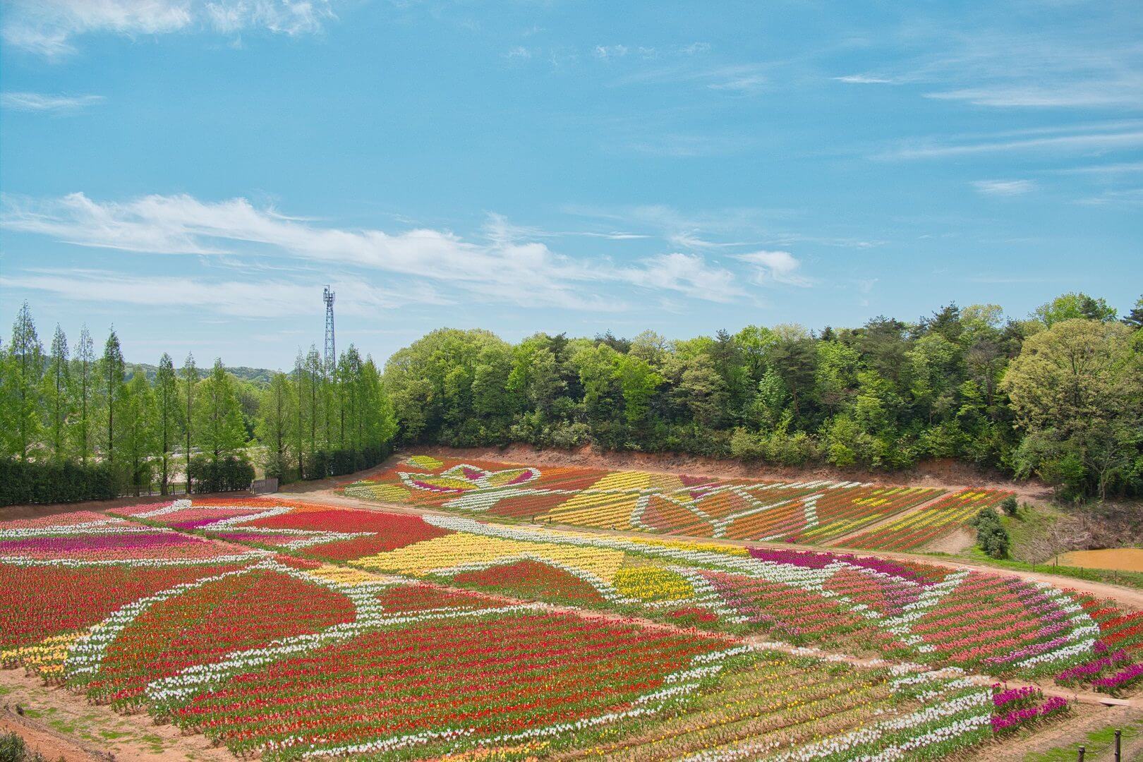 世羅高原農場　チューリップ祭