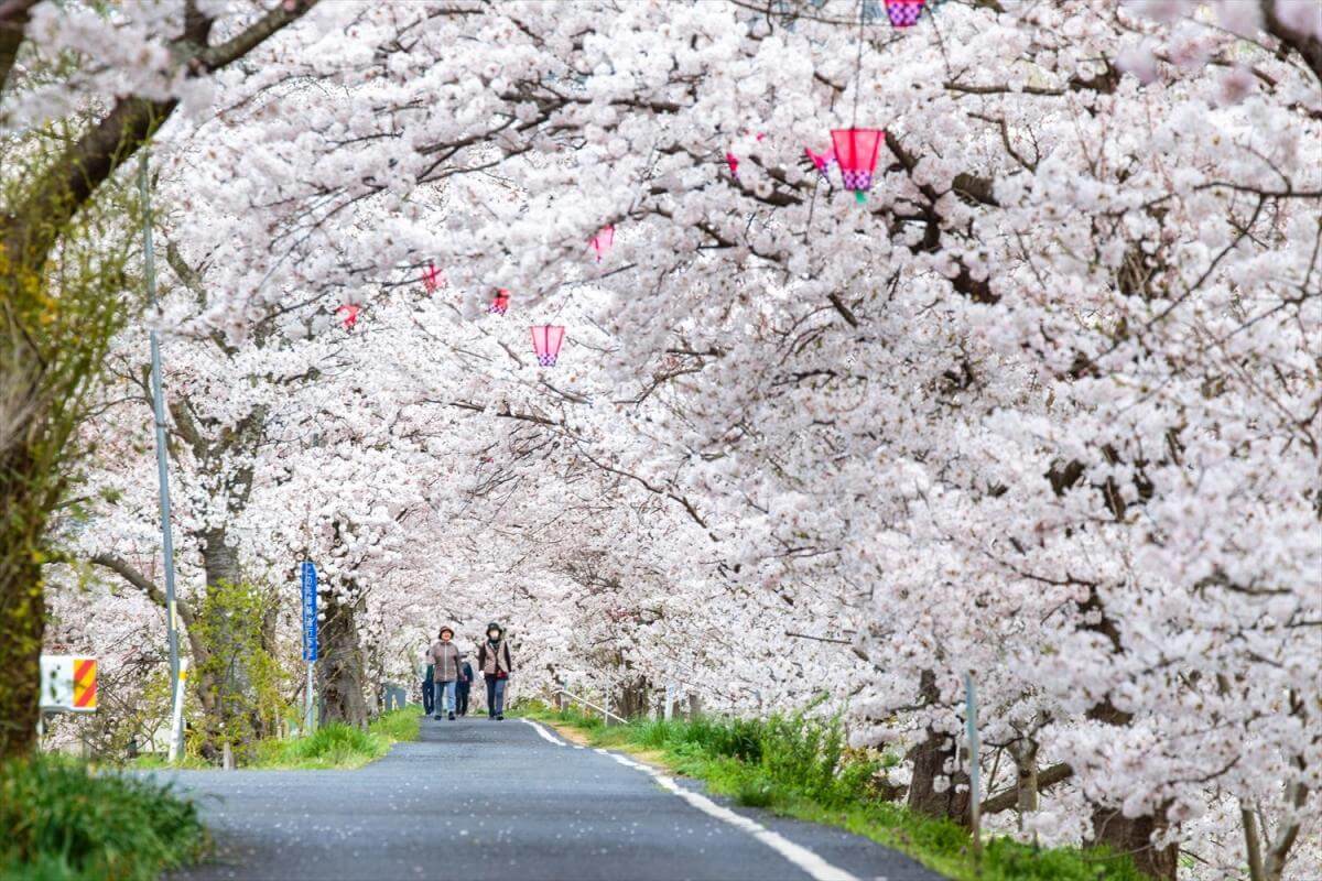 井原桜まつり