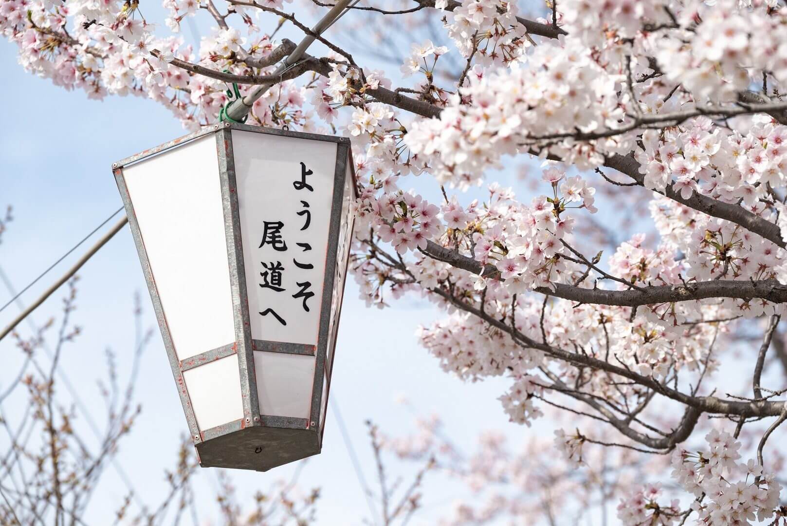 千光寺公園　桜