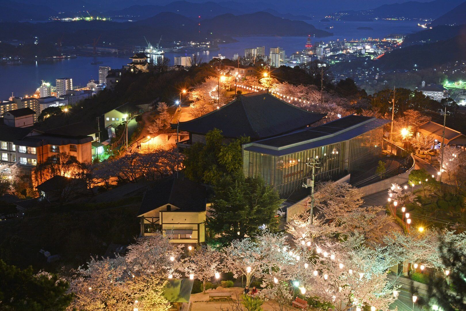 千光寺公園　桜