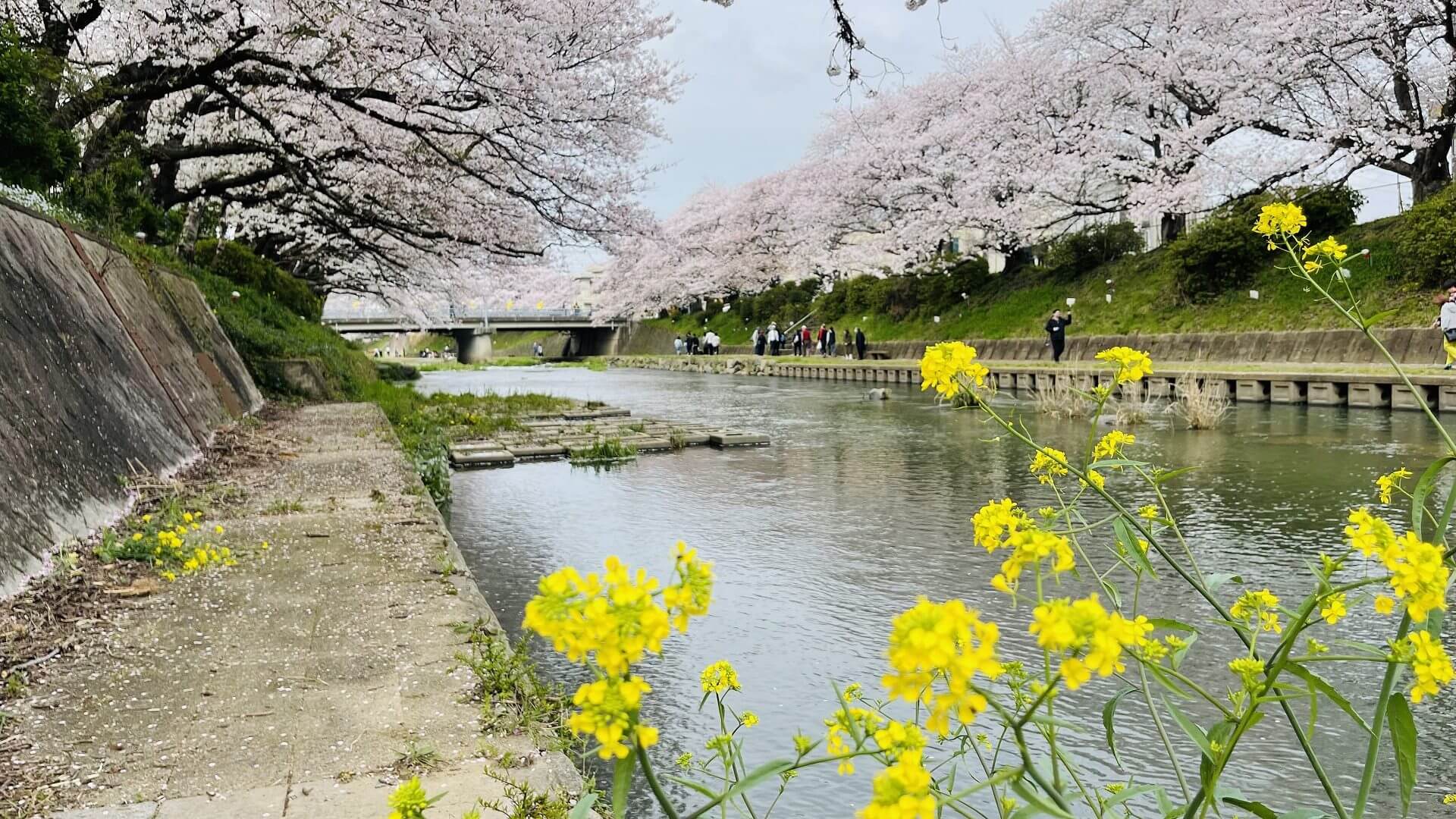 厚狭川　桜