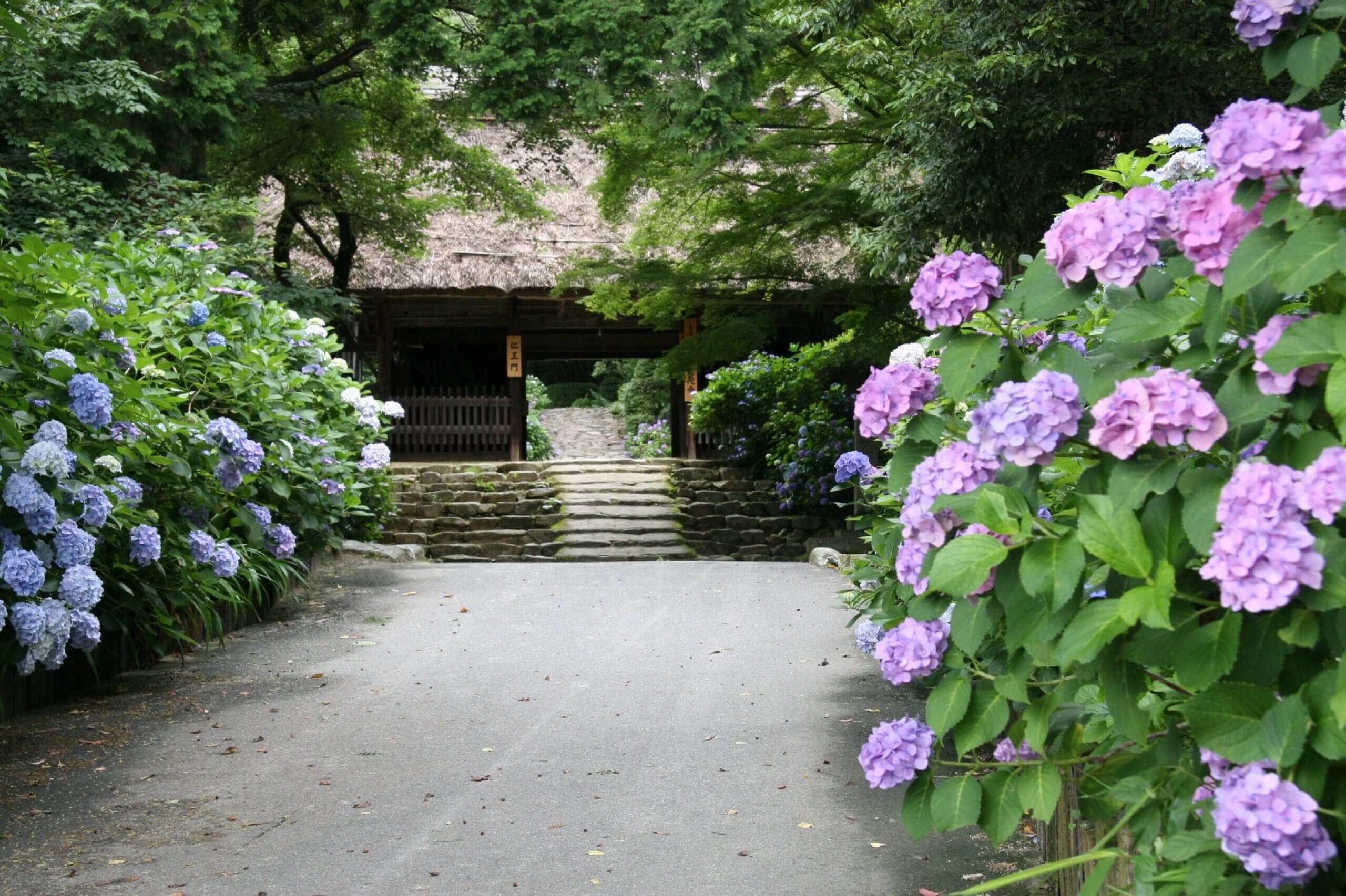 東大寺別院阿弥陀寺 あじさいまつり