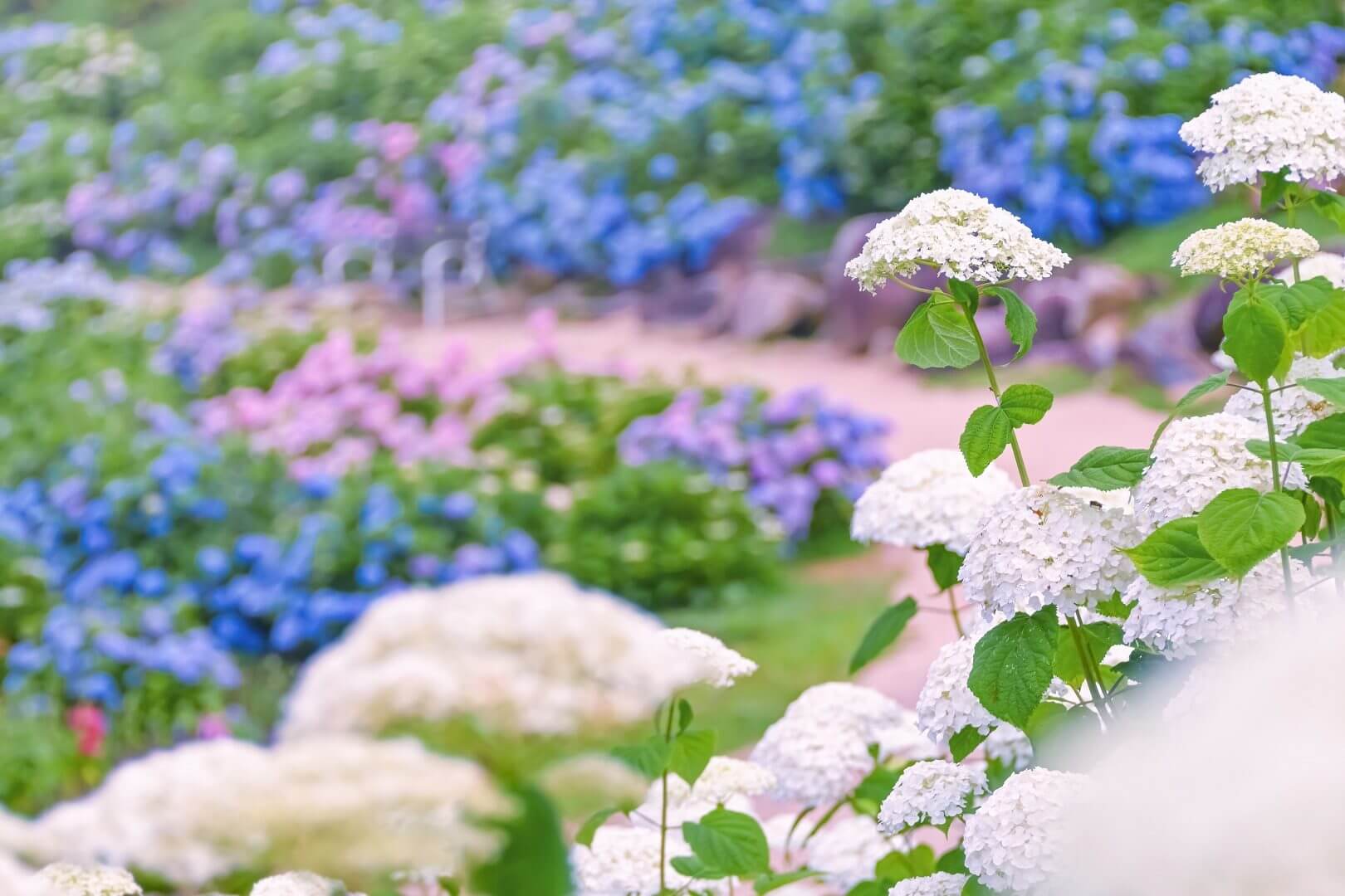 あじさいとタチアオイの丘