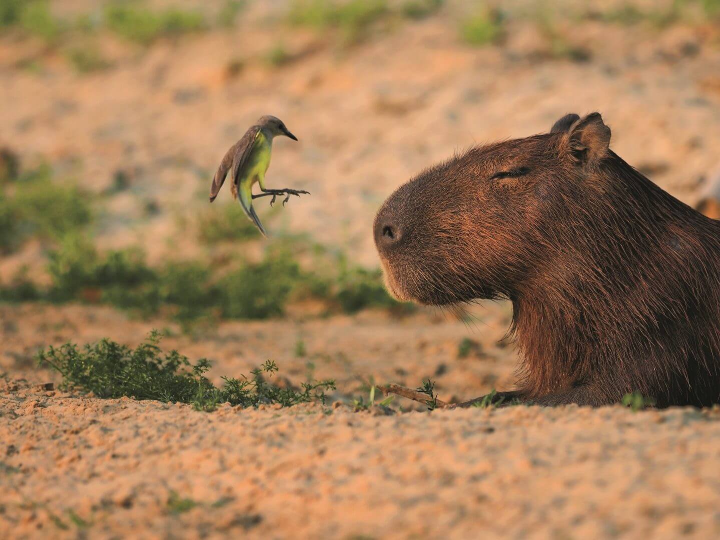 岩合光昭 写真展 PANTANAL パンタナール 清流がつむぐ動物たちの大湿原