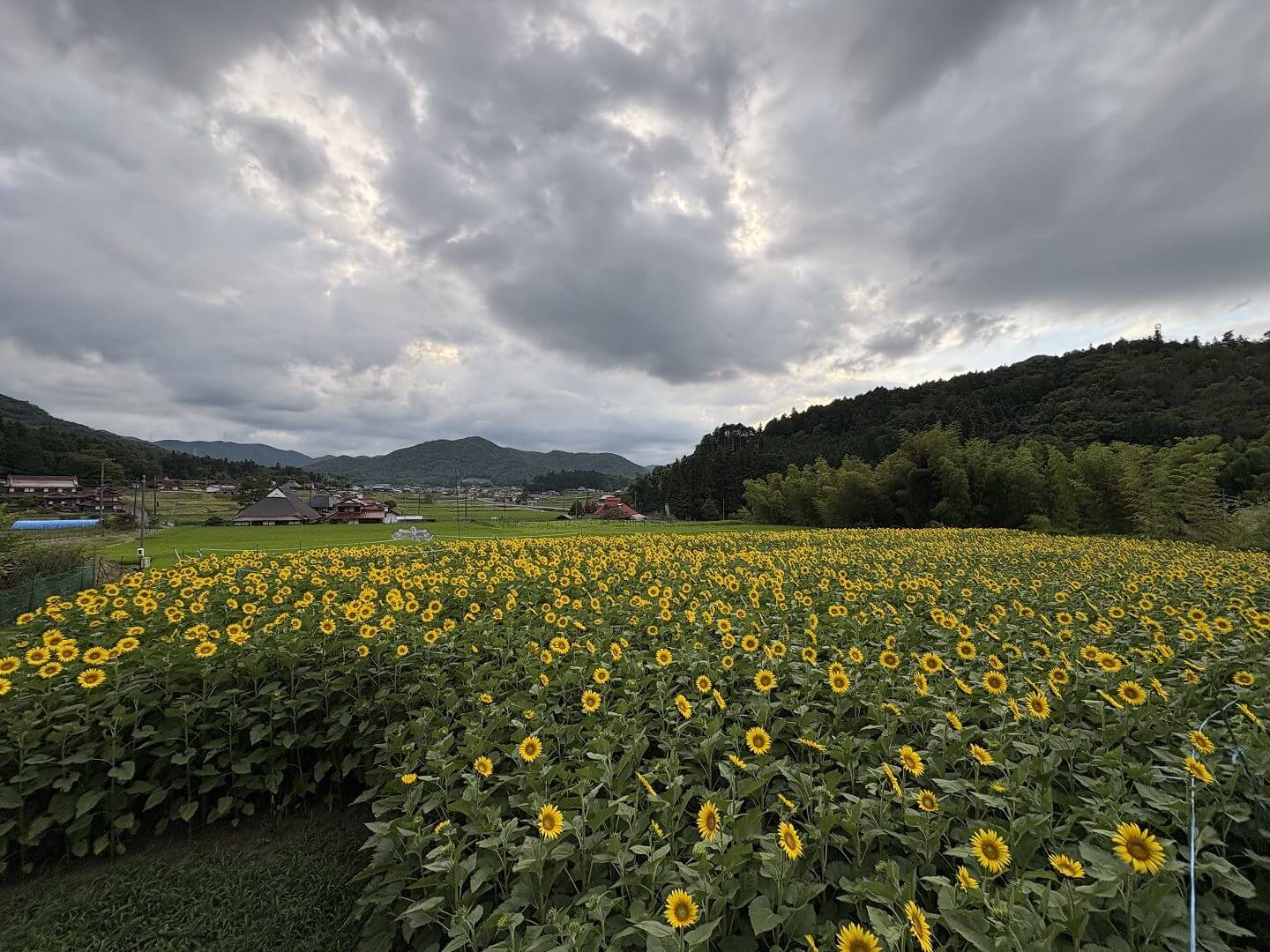 福富 ひまわり 開花状況