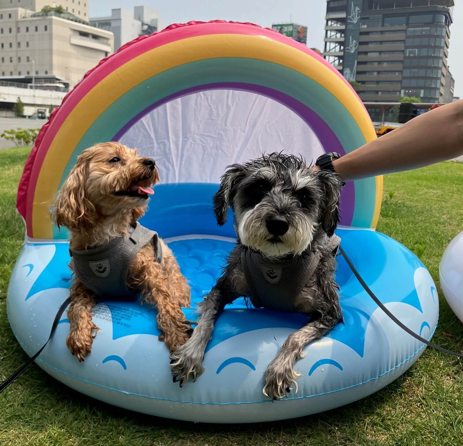 HIROSHIMA DOG FESTA 水遊びの様子