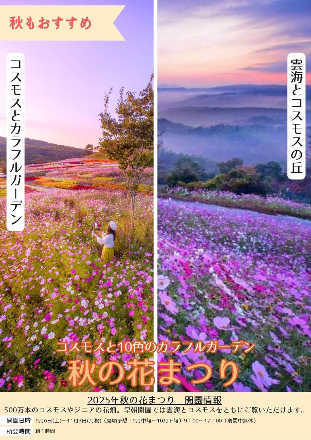 秋の花まつり