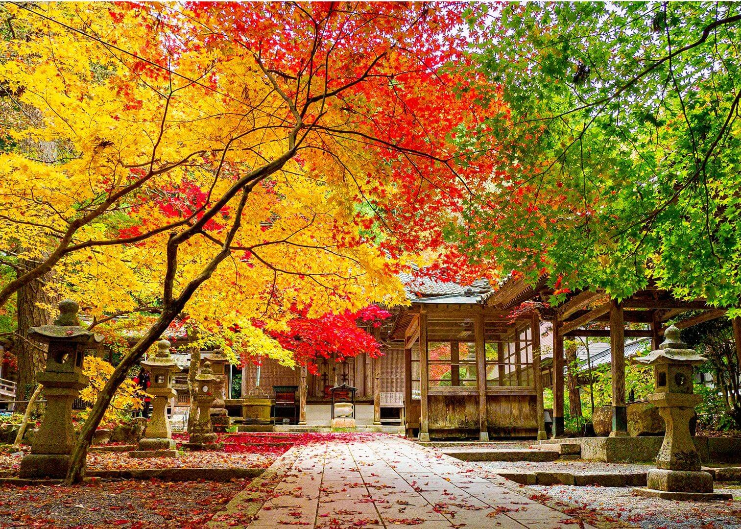 今高野山の紅葉