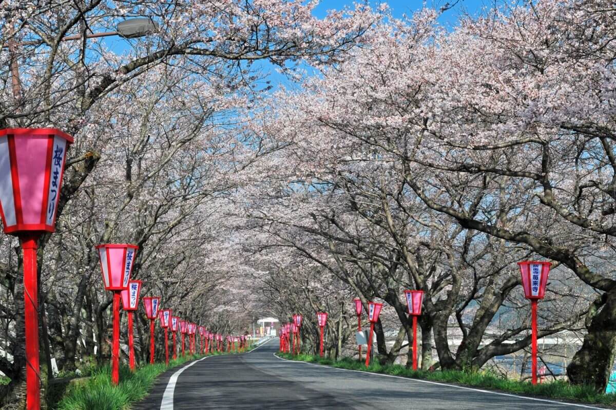 天領くせ桜まつり