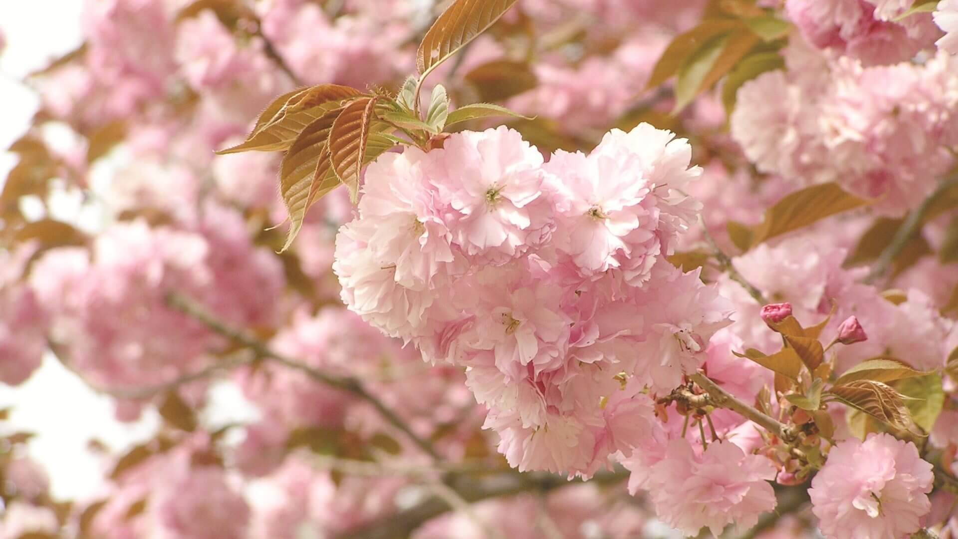 さくらまつり　園内の桜