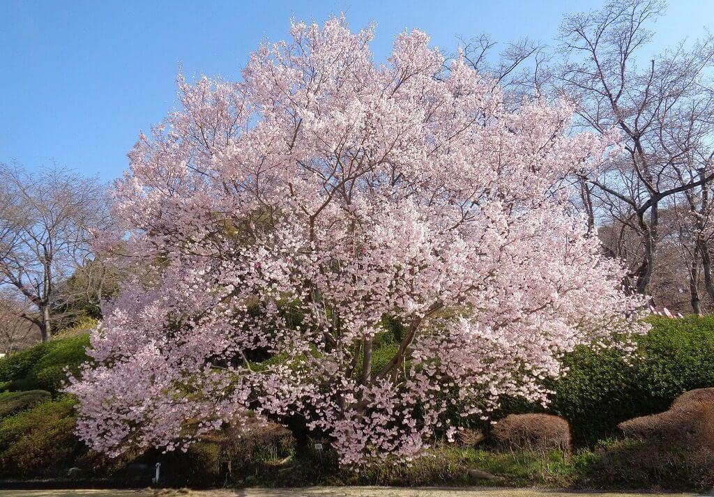 さくらまつり　園内の桜
