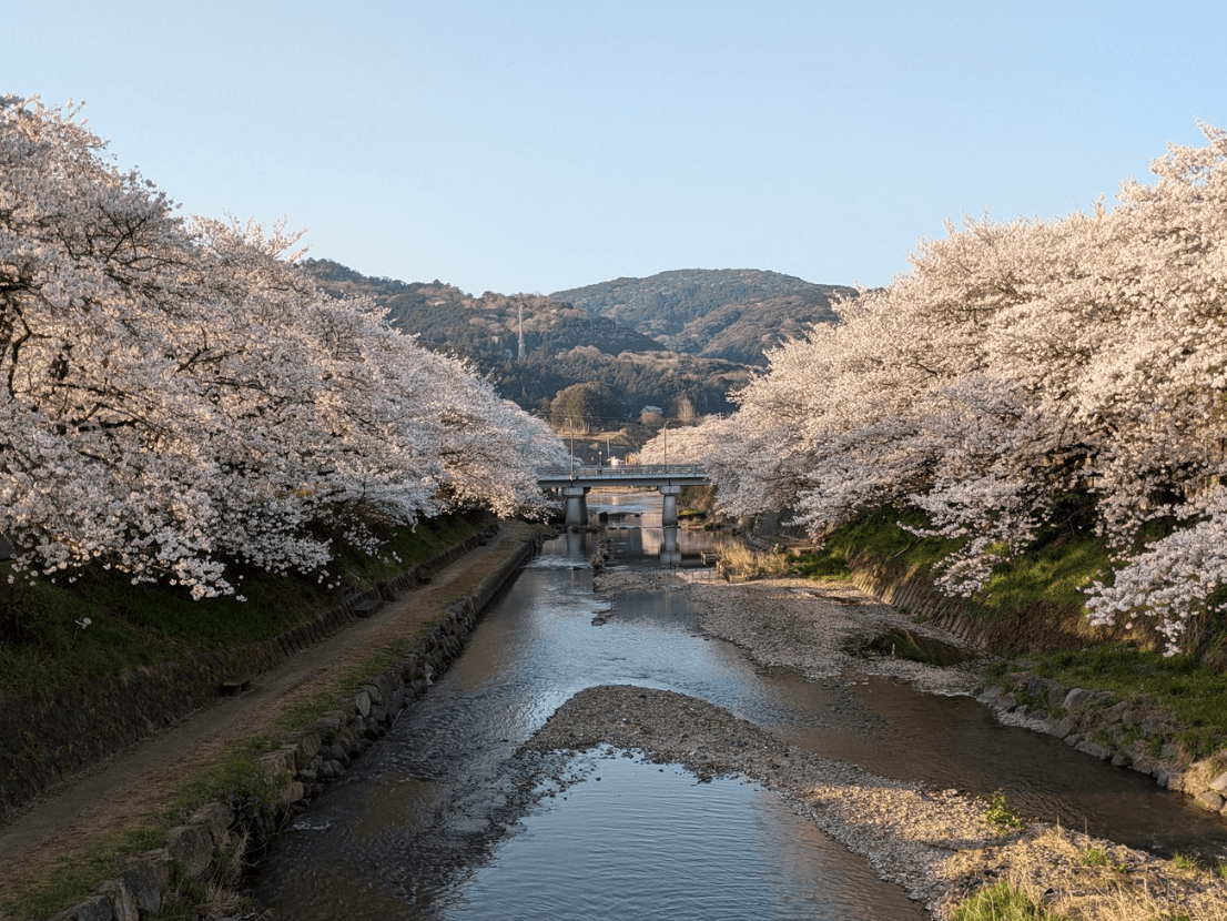 第39回みね桜まつり