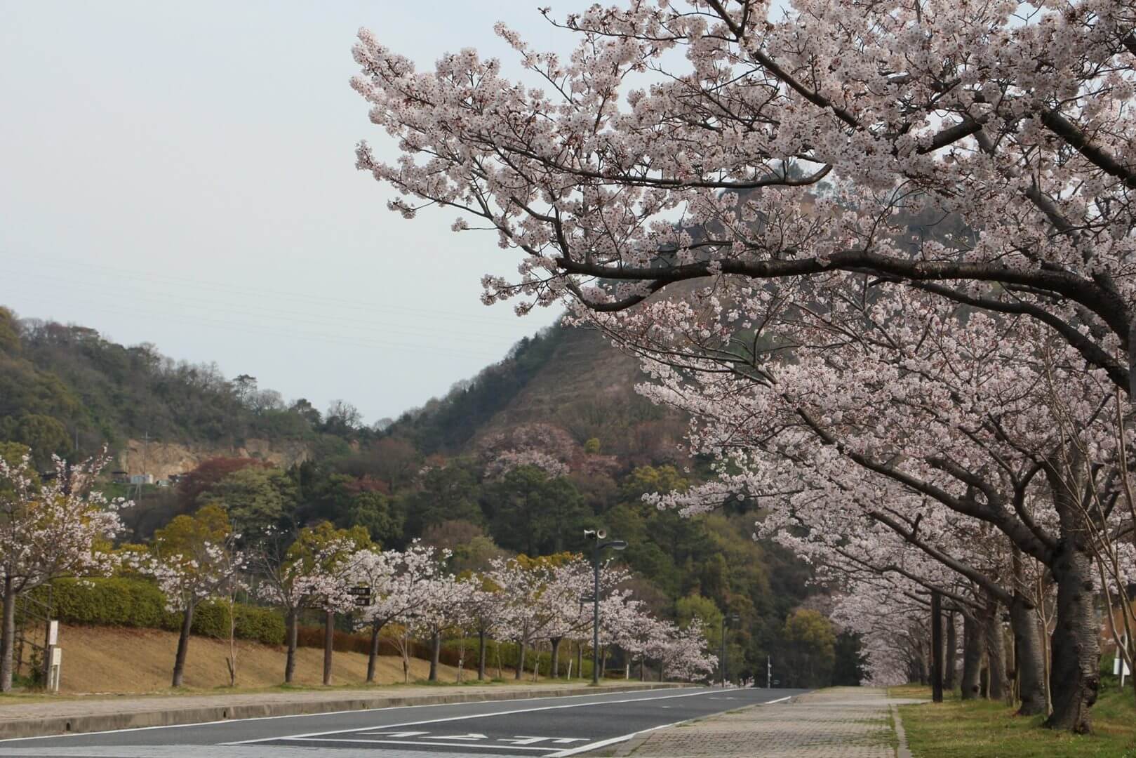 深山さくらまつり