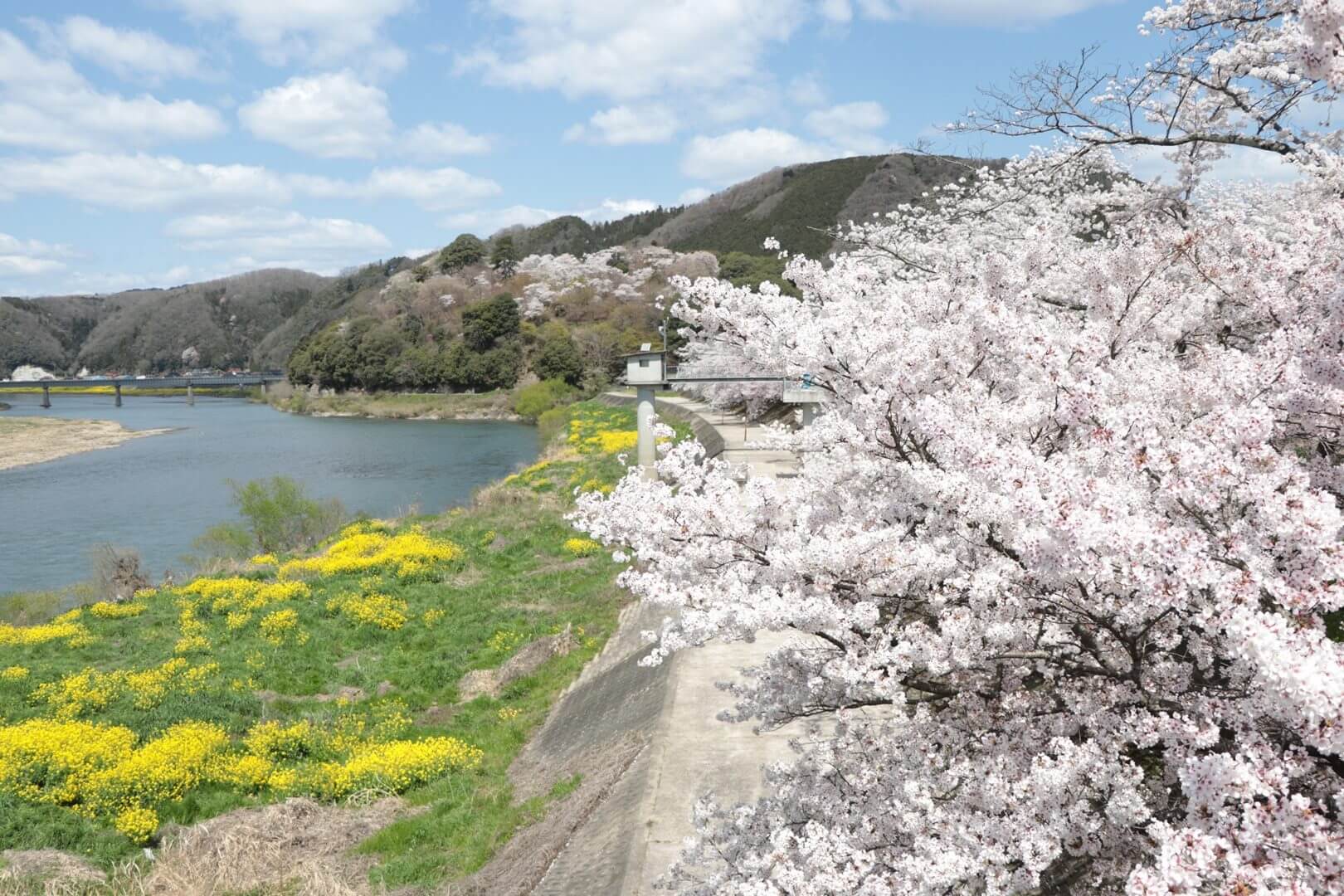尾関山へ通ずる桜土手から尾関山を望む写真