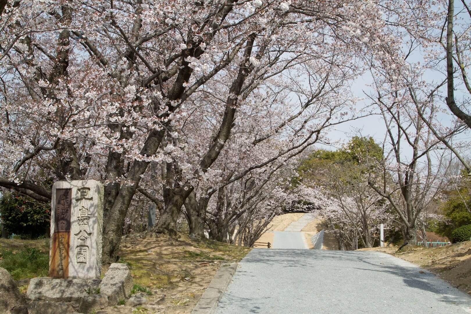 早島公園　桜