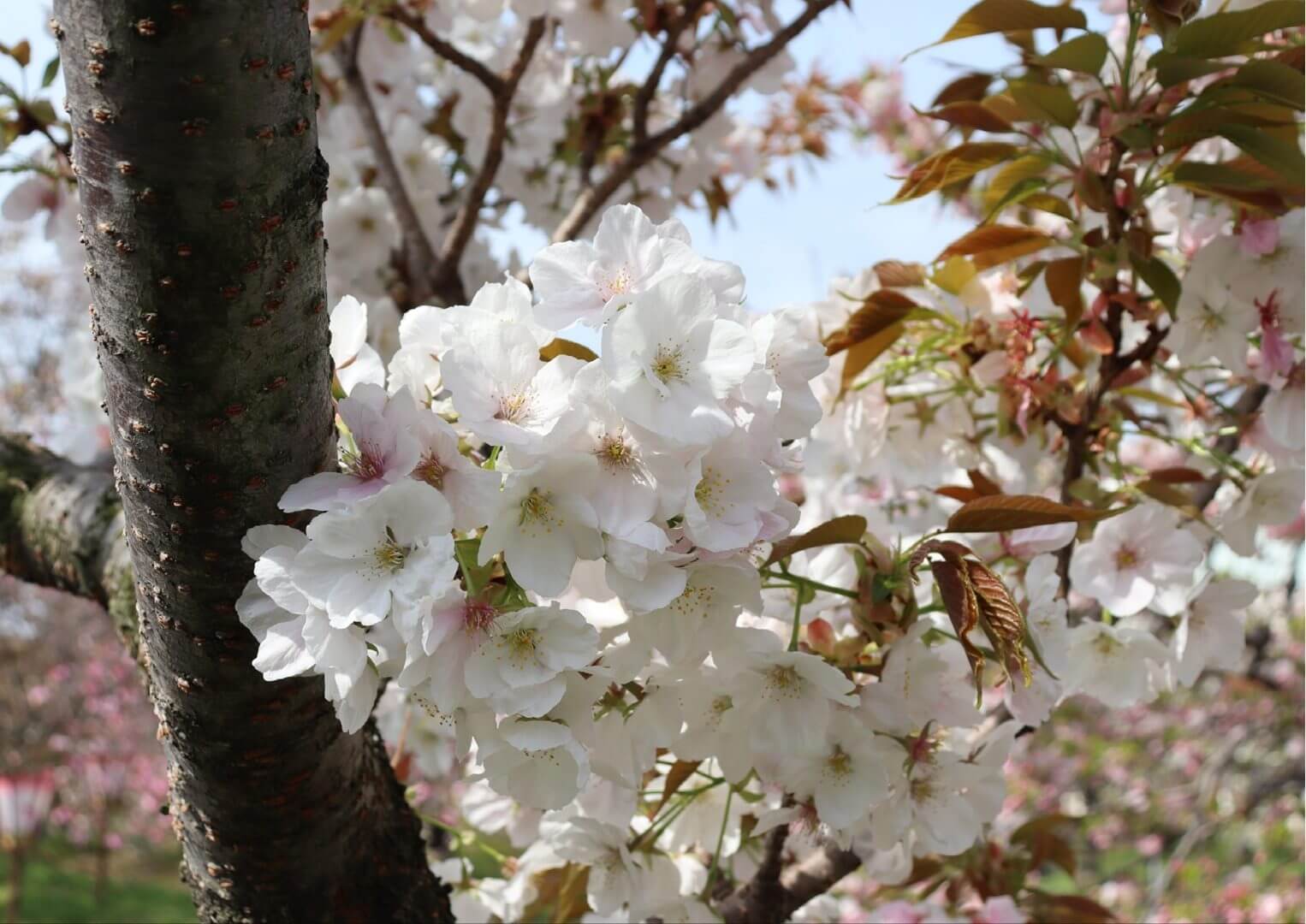 花のまわりみち　今年の花　御室有明