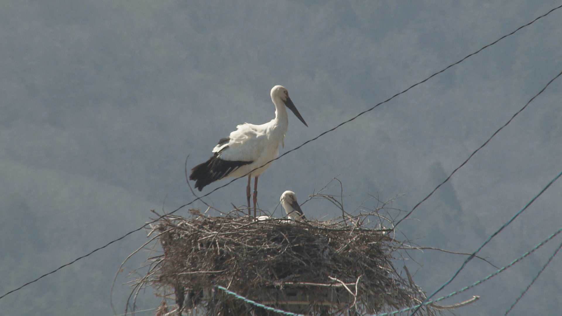 【4年連続】世羅町でコウノトリが繁殖　今年はどこで巣作り？｜地球派宣言