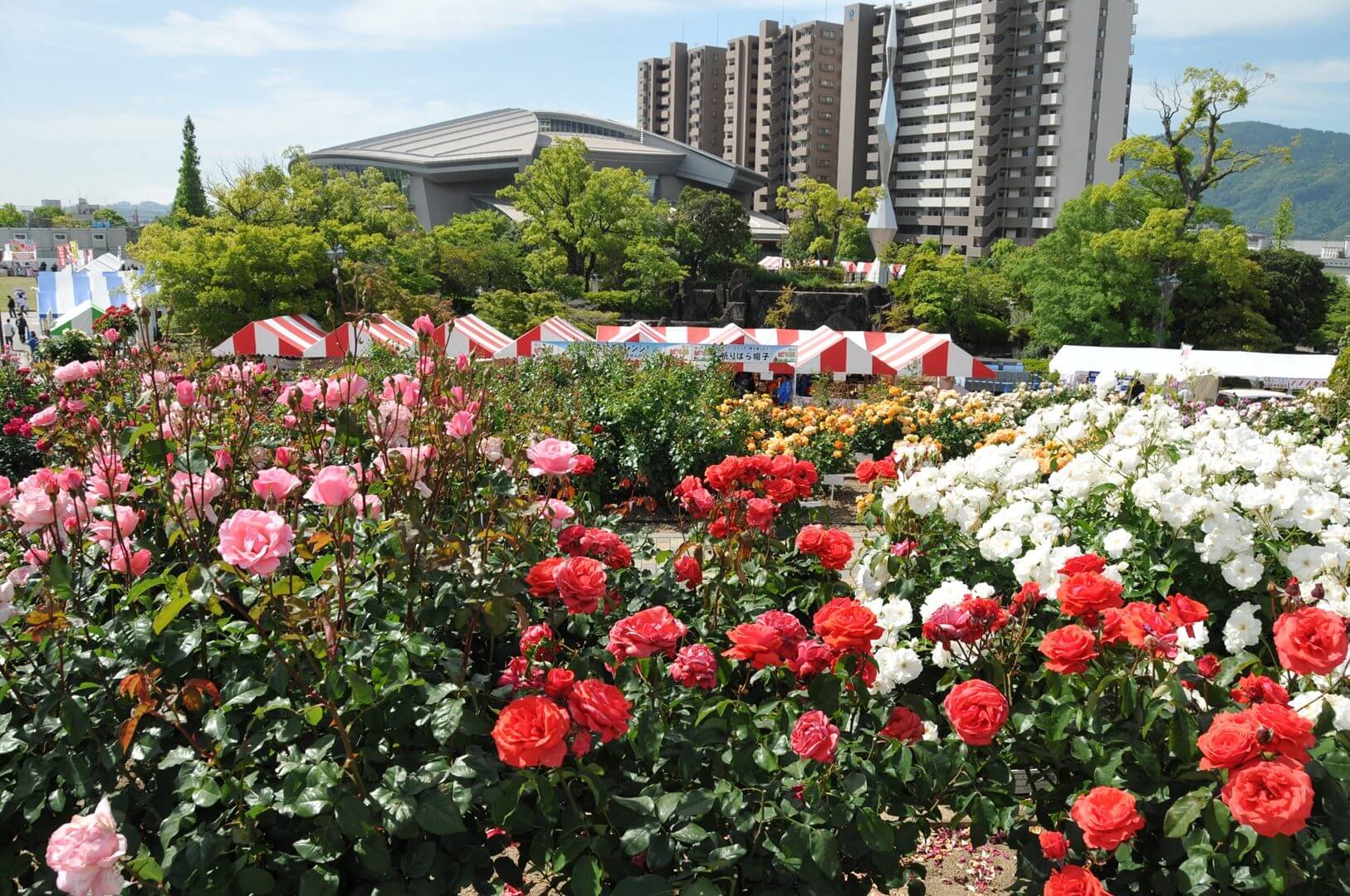 福山ばら祭
