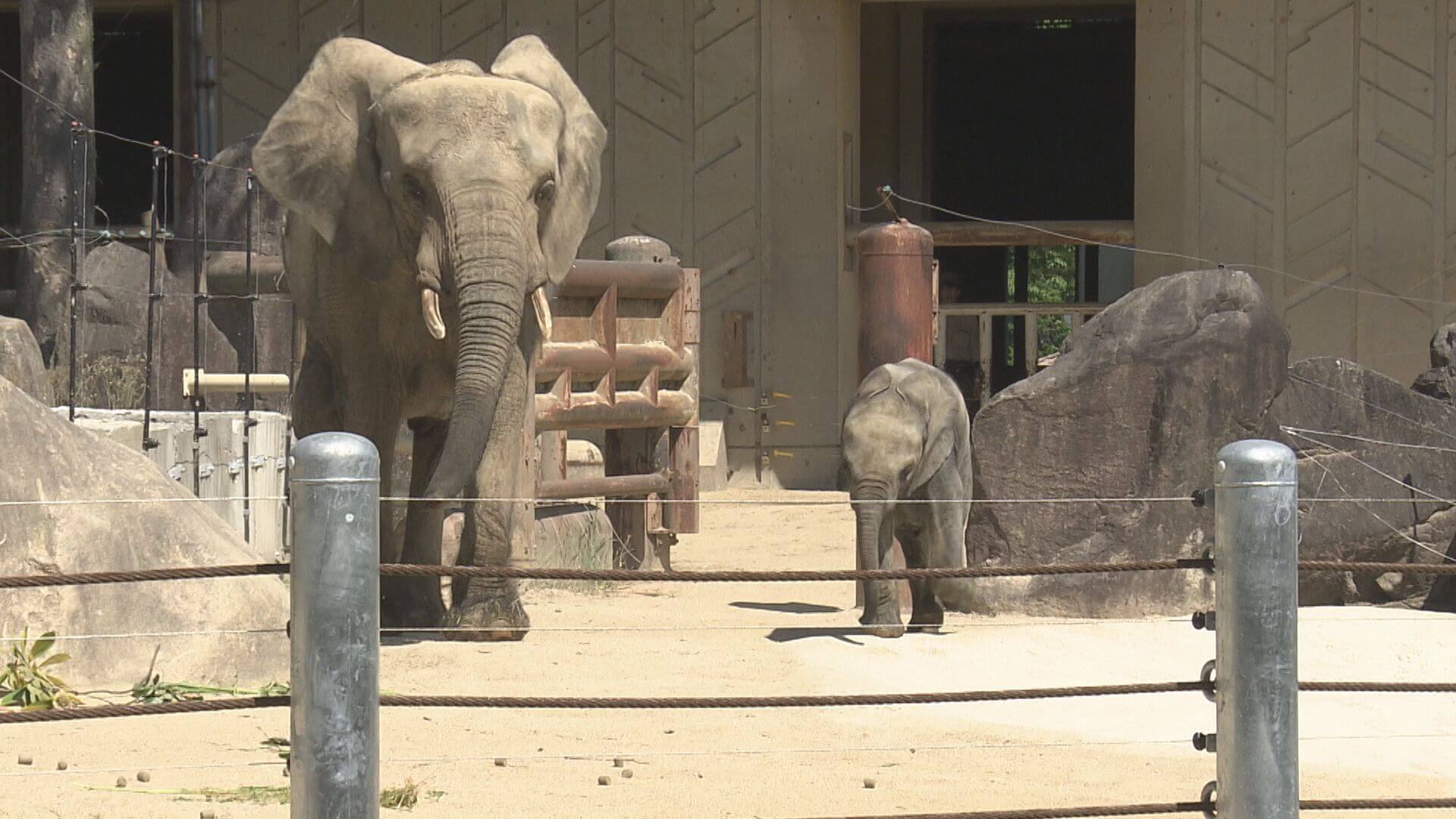 【野生では絶滅危機】マルミミゾウのヒミツ　安佐動物公園のメイとアオに密着｜地球派宣言