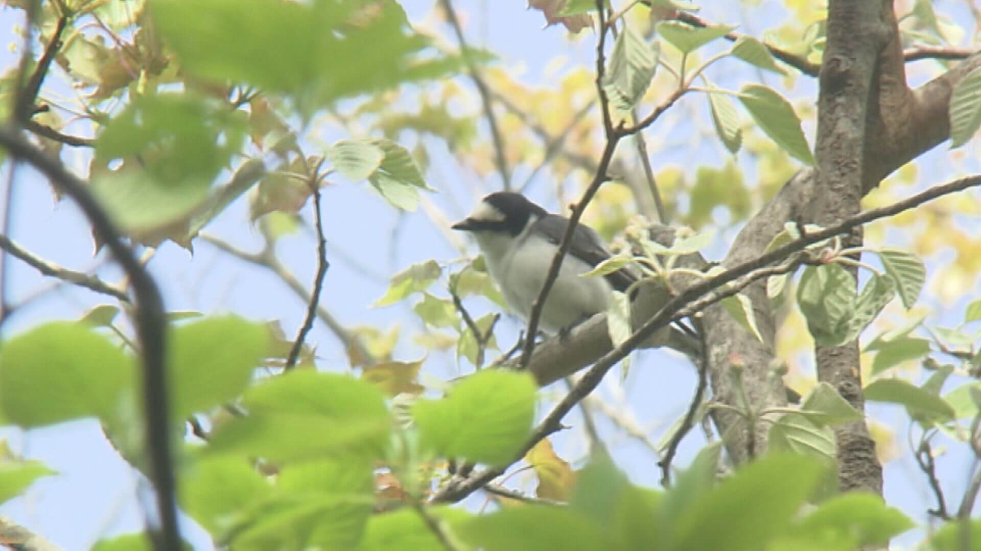 【春の八幡高原で野鳥探し】バードウォッチャー憧れの鳥も｜地球派宣言