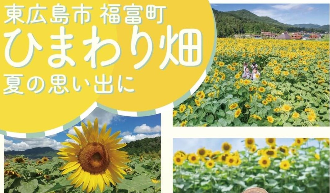 7/11～8/11の土日祝のみ】東広島市福富町のひまわり畑が開園！期間中に