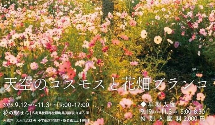 【9/12～】世羅町の花の駅せらで「天空のコスモスと花畑ブランコ」開催。雲海とコスモスのコラボが楽しめる早朝開園も