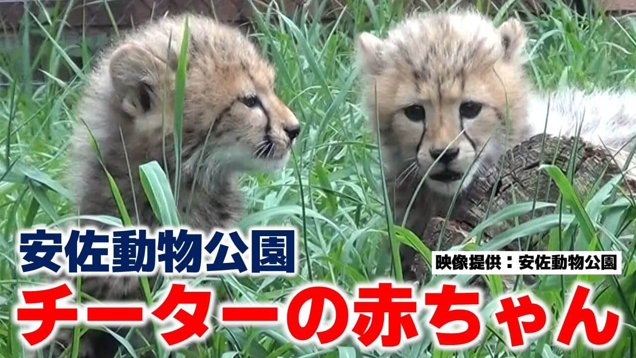 【安佐動物公園】すくすく成長！チーターの赤ちゃん　9月19日から一般公開｜地球派宣言